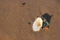 A close up of a shell lying on the ground Royalty Free Stock Photo