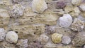 Close-up of shell rock texture. Rough surface of coquina limestone. Natural background