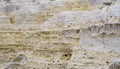 Close-up of shell rock texture. Rough surface of coquina limestone. Natural background Royalty Free Stock Photo