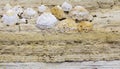 Close-up of shell rock texture. Rough surface of coquina limestone. Natural background