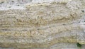 Close-up of shell rock texture. Rough surface of coquina limestone. Natural background Royalty Free Stock Photo