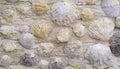 Close-up of shell rock texture. Rough surface of coquina limestone. Natural background Royalty Free Stock Photo