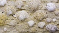 Close-up of shell rock texture. Rough surface of coquina limestone. Natural background Royalty Free Stock Photo