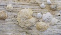 Close-up of shell rock texture. Rough surface of coquina limestone. Natural background