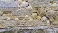 Close-up of shell rock texture. Rough surface of coquina limestone. Natural background