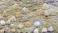 Close-up of shell rock texture. Rough surface of coquina limestone. Natural background