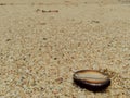 Close up shell on the sand Royalty Free Stock Photo