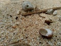 Close up shell on the sand Royalty Free Stock Photo