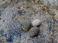 Close up shell on the sand Royalty Free Stock Photo