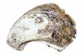 Close-up shell texture of whole fresh oyster on white background. Royalty Free Stock Photo