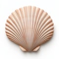 A close up of a shell on white background, AI Royalty Free Stock Photo