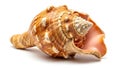 A close up of a shell on a white background (ai generated) Royalty Free Stock Photo