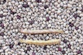 Shelled dried haricot beans background Royalty Free Stock Photo