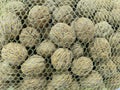 Shelled walnuts in a net Royalty Free Stock Photo