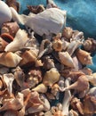 Close-up of Shells from Florida Royalty Free Stock Photo