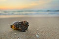 Close up shells on sandy beach with blurred sea and sunrise background. Royalty Free Stock Photo