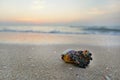 Close up shells on sandy beach with blurred sea and sunrise background. Royalty Free Stock Photo