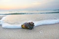 Close up shells on sandy beach with blurred sea and sunrise background. Royalty Free Stock Photo