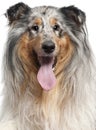 Close-up of Shetland Sheepdog with tongue out