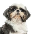 Close up of a Shih Tzu, isolated