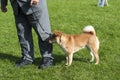 Close up on shiba inu dog on the competition Royalty Free Stock Photo