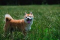 Close up on shiba inu dog on grass Royalty Free Stock Photo