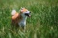 Close up on shiba inu dog on grass Royalty Free Stock Photo