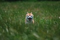 Close up on shiba inu dog on grass Royalty Free Stock Photo