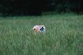 Close up on shiba inu dog on grass Royalty Free Stock Photo