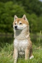 Close up on shiba inu dog Royalty Free Stock Photo