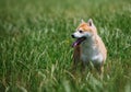 Close up on shiba inu dog on grass Royalty Free Stock Photo