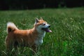 Close up on shiba inu dog on grass Royalty Free Stock Photo