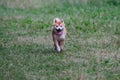 Close up on shiba inu dog on grass Royalty Free Stock Photo