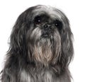 Close-up of Shih Tzu, 9 years old
