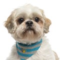 Close-up of a Shih tzu with a bandana, isolated