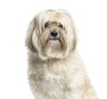 Close-up of a Shih-tzu, 10 years old, isolated