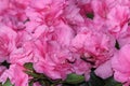 Close Up of Shimmering Pink Azalea Flowers