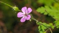 Close up of Shining Cranesbill B Royalty Free Stock Photo