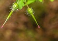 Close up of Shining Cranesbill Bud A Royalty Free Stock Photo