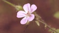 Close up of Shining Cranesbill C Royalty Free Stock Photo