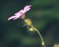 Close up of Shining Cranesbill F Royalty Free Stock Photo