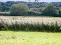 Close up of shining grass reed tops in summer field