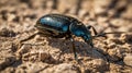 A close-up of a shiny black beetle on a textured surface Royalty Free Stock Photo