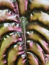 Close up of a ribbed and shiny leaf of Alocasia Cuprea