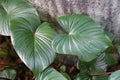 Close up of the shiny love-shaped leaf of Homalomena Rubescens Royalty Free Stock Photo