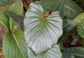 Close up of the shiny love-shaped leaf of Homalomena Rubescens