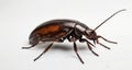 Close-up of a shiny, metallic beetle with long antennae