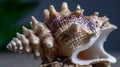 Close up of shiny whelk shell showing intricate natural texture Royalty Free Stock Photo