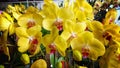 Close Up Shiny yellow Phalaenopsis orchid blooming on a botanical flower Royalty Free Stock Photo