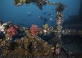 Close up of a ship wreck underwater covered in coral and other sea life